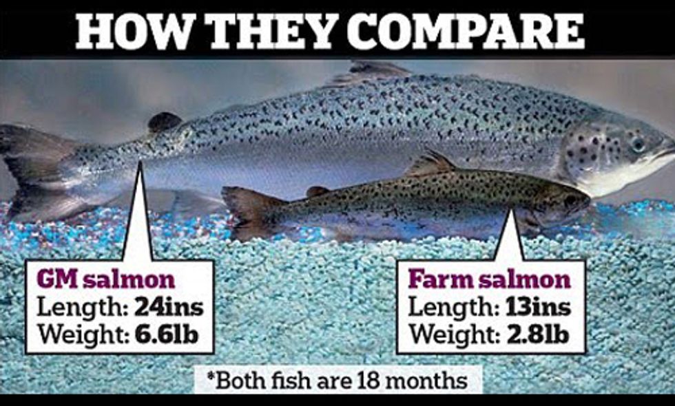 Tell the FDA: Deny Approval of GE Salmon