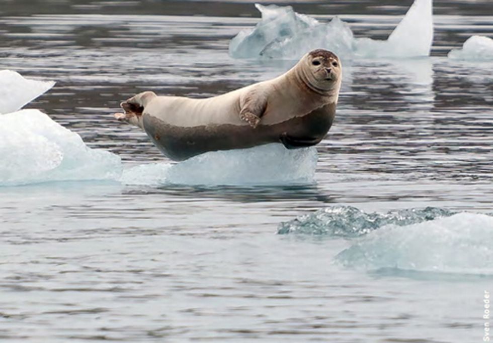 Wildlife in a Warming World: Confronting the Climate Crisis