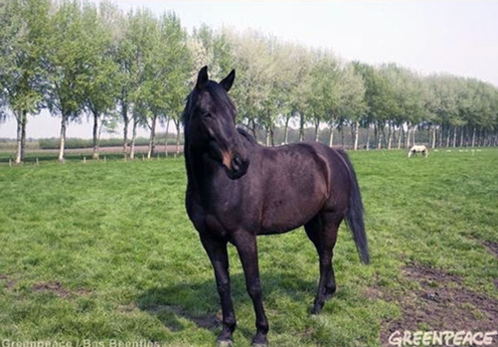 Does the 'Horsemeat Scandal' Have You Thinking Differently About What You Eat?