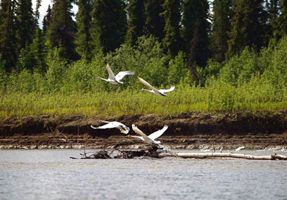 Gold Mine Planned for Southwest Alaska Threatens Environment and Local Communities