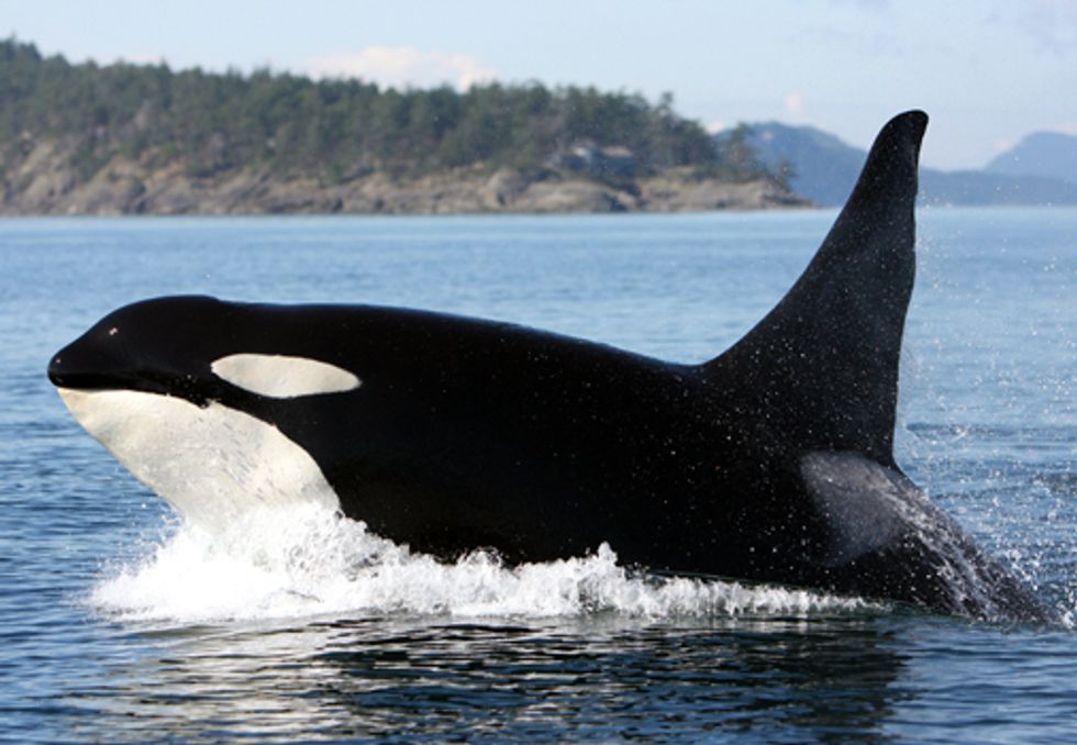 A Deadly Mix: Whales and Sonar