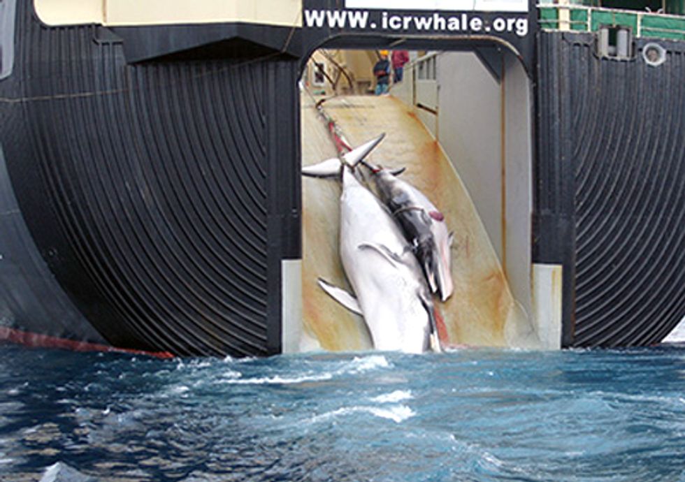 Pirates of Greed Get Away with Murder: Appeals Court Favors Japanese Whale Poachers