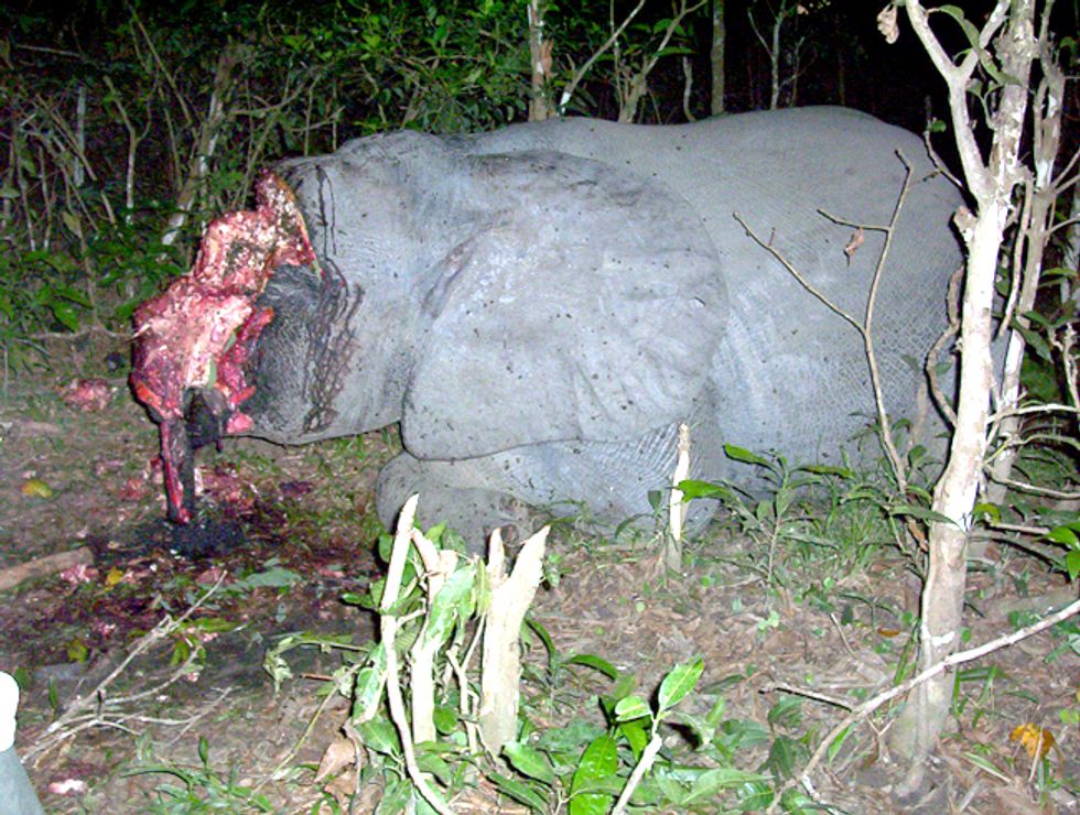 An Uncertain Future for African Elephants