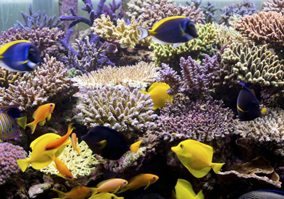 Australia's Great Barrier Reef at Risk from Uranium Exports