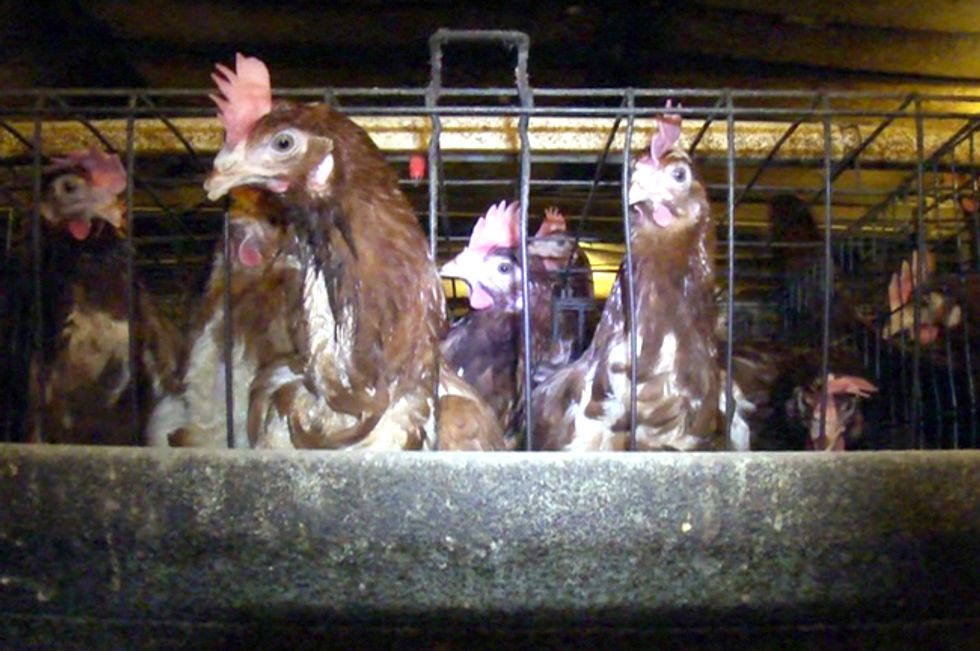 Whistleblower Bill Would Criminalize Exposing Wrongdoing at Factory Farms and Fracking Sites in PA
