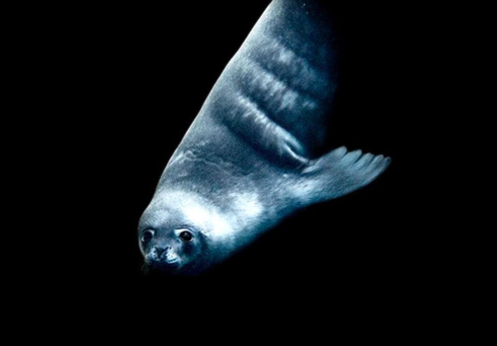 The Last Ocean: Have You Heard of Toothfish?