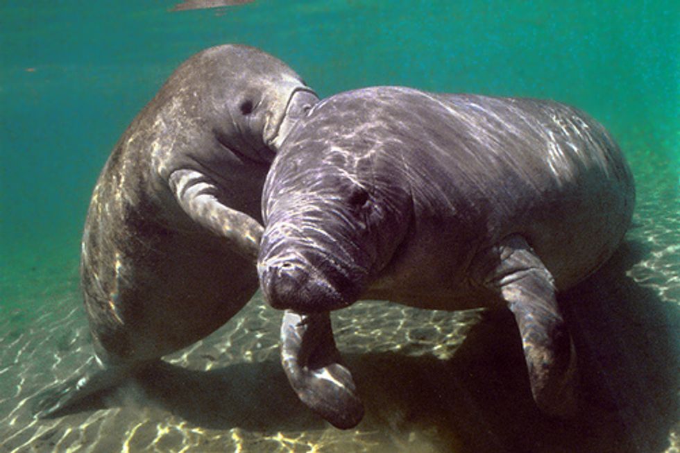 Manatees Dying in Record Numbers from Toxic Algal Bloom