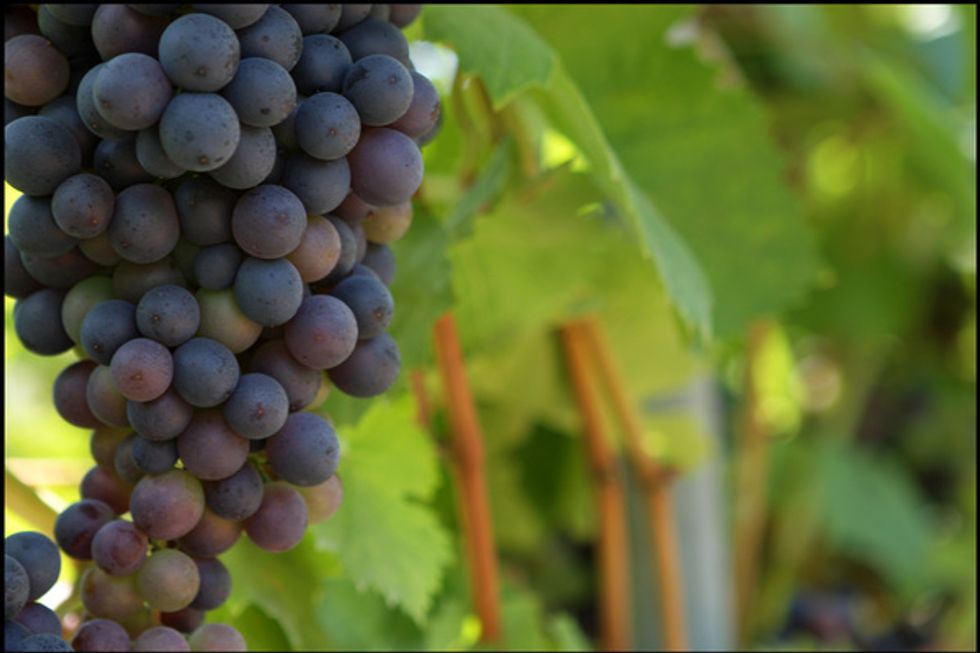 Climate Change Puts the Squeeze on Wine Production