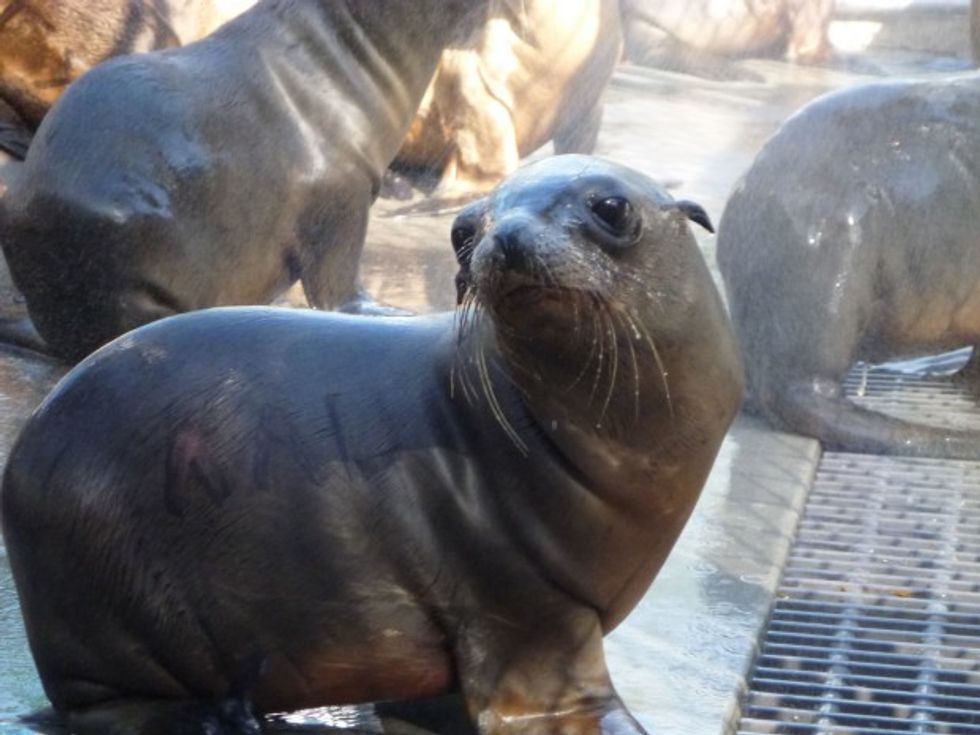 California Sea Lion Strandings Alarm Scientists