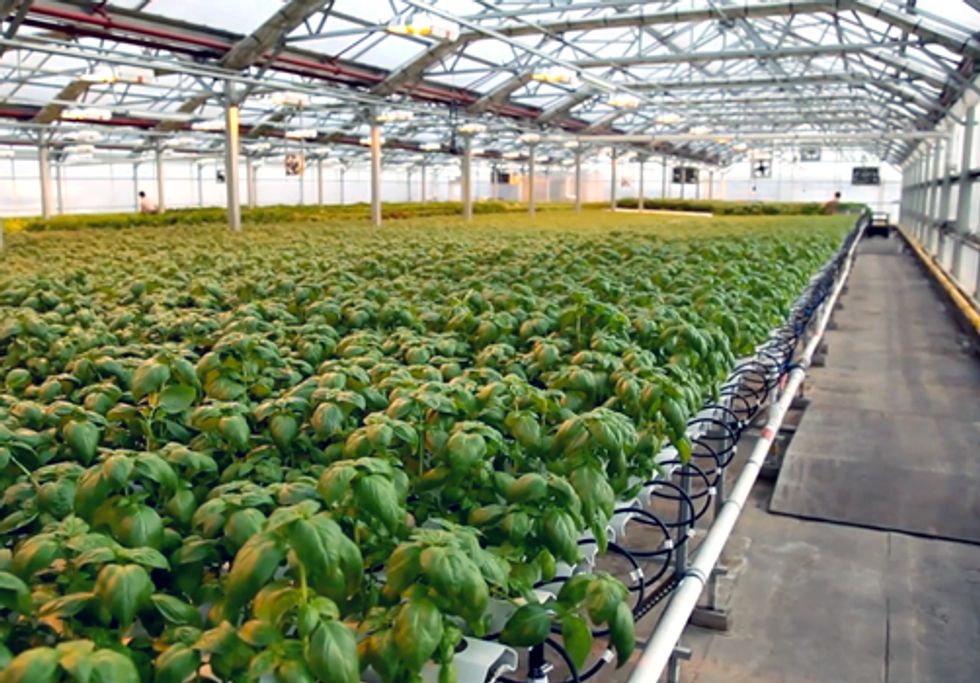 Big City Farmers Take to the Rooftops