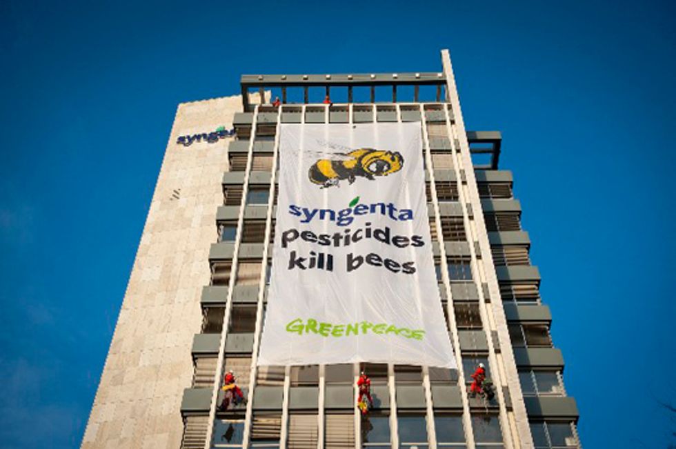 Greenpeace: Syngenta Pesticides Kill Bees