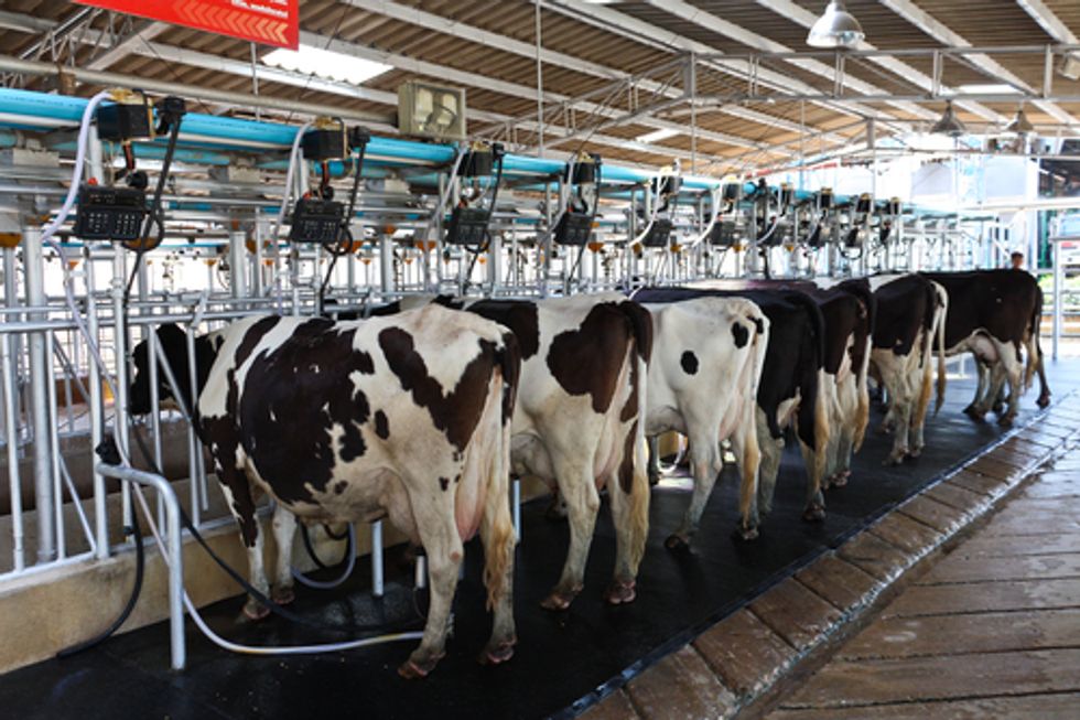 Gutting of Industrial Dairy Farm Regulations Puts New York's Water Quality at Risk