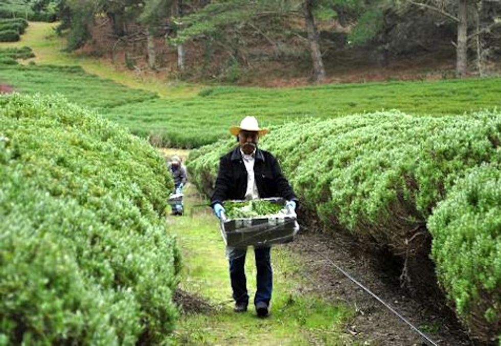 Growing Green Awards: How Organic Farming Promotes a Sustainable Economy