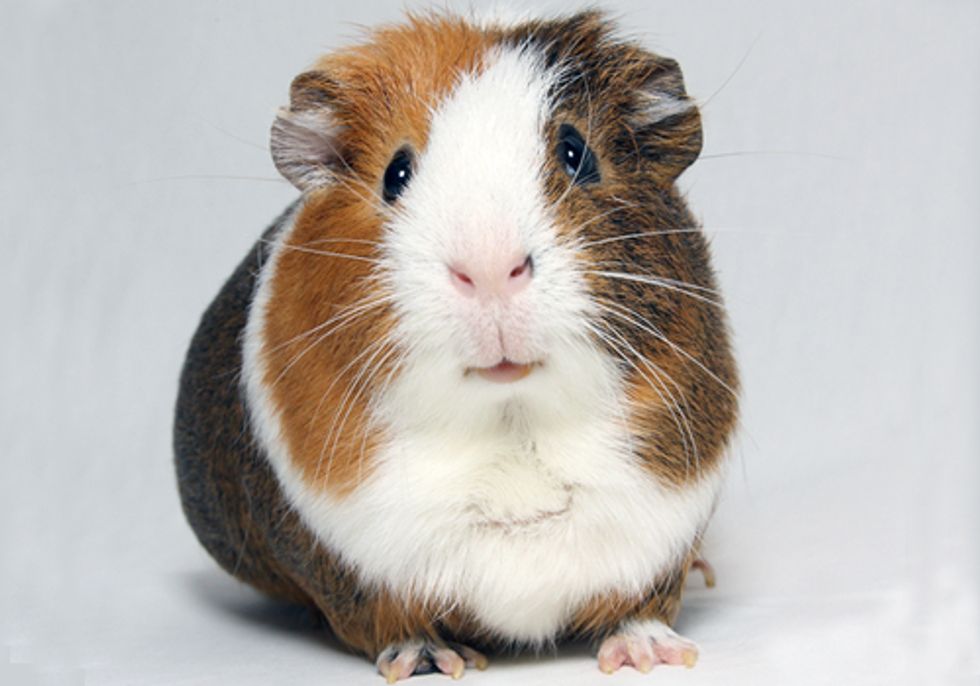 You Are a Guinea Pig in the Greatest Uncontrolled Experiment Ever Launched
