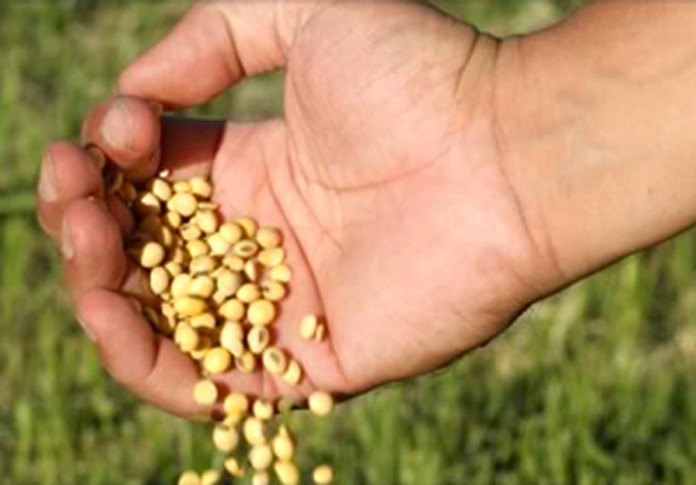 Corporations Win, Farmers Lose in GE Seed Deals