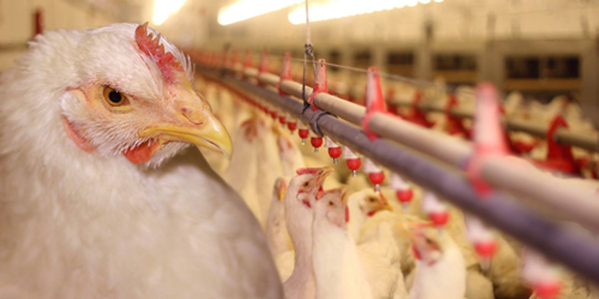 FDA Admits Chicken Meat Contains Arsenic EcoWatch