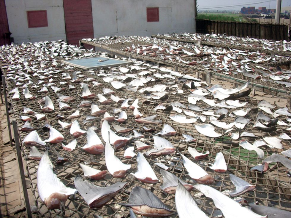 Wave of Victories: Shark Fin Trade Bans Reach East Coast