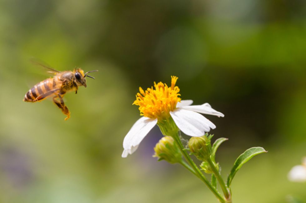 EPA Approves New Pesticide Highly Toxic to Bees - EcoWatch