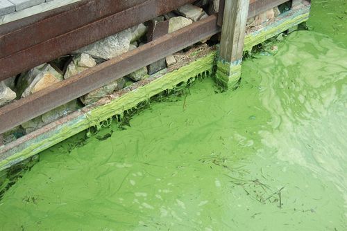 toxic algae bloom toxic algae bloom