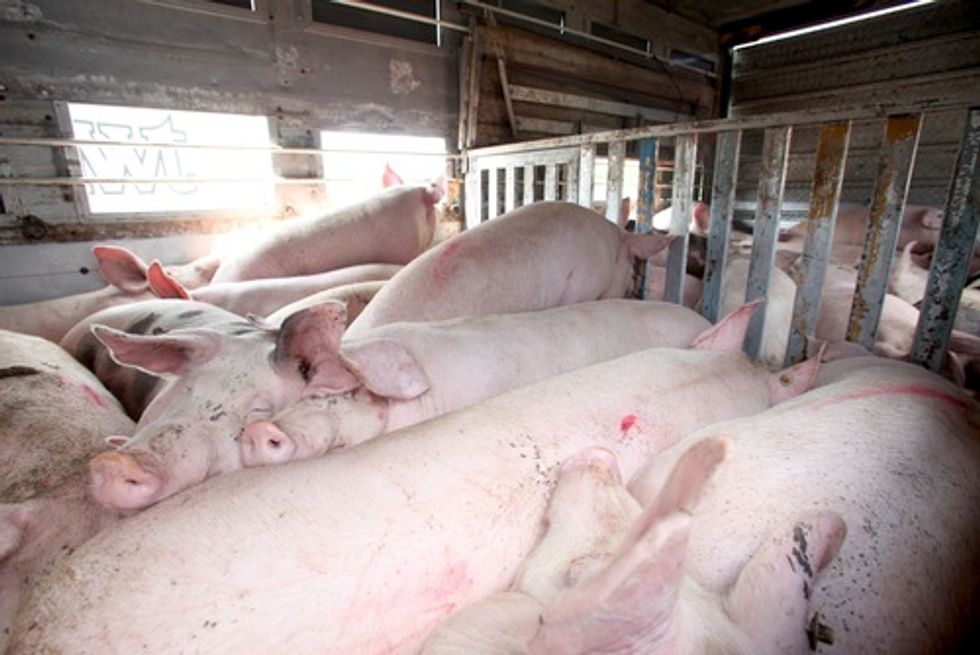 Polluting Hog Farm Threatened With Lawsuit for Violations of Clean Water Act