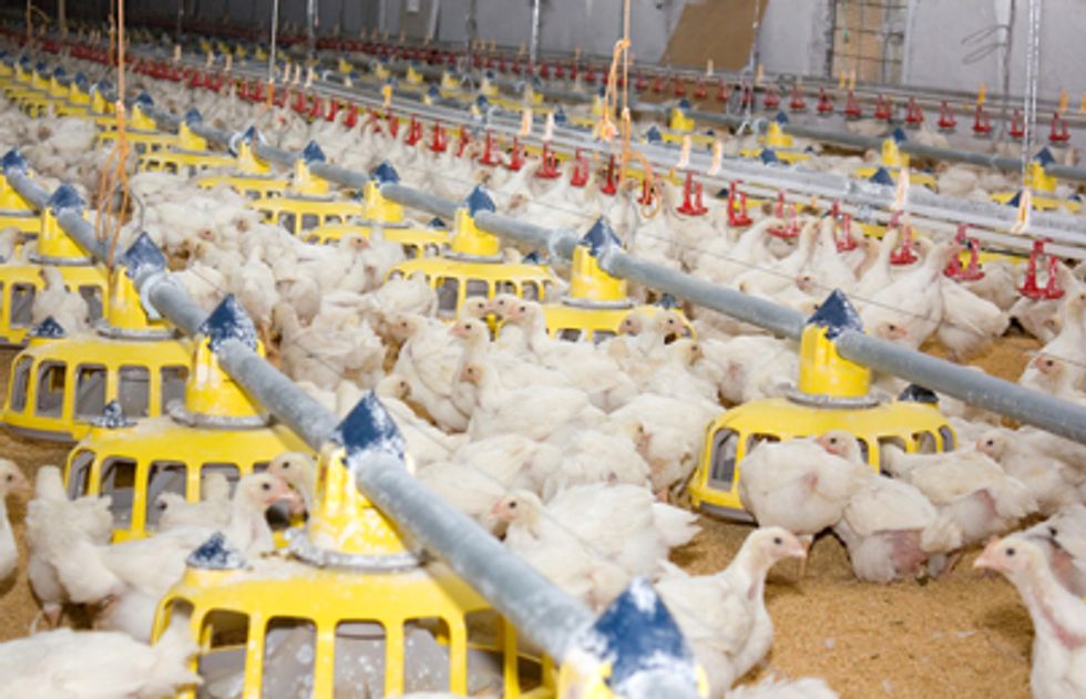 FDA Sued for Concealing Records on Arsenic in Poultry Feed