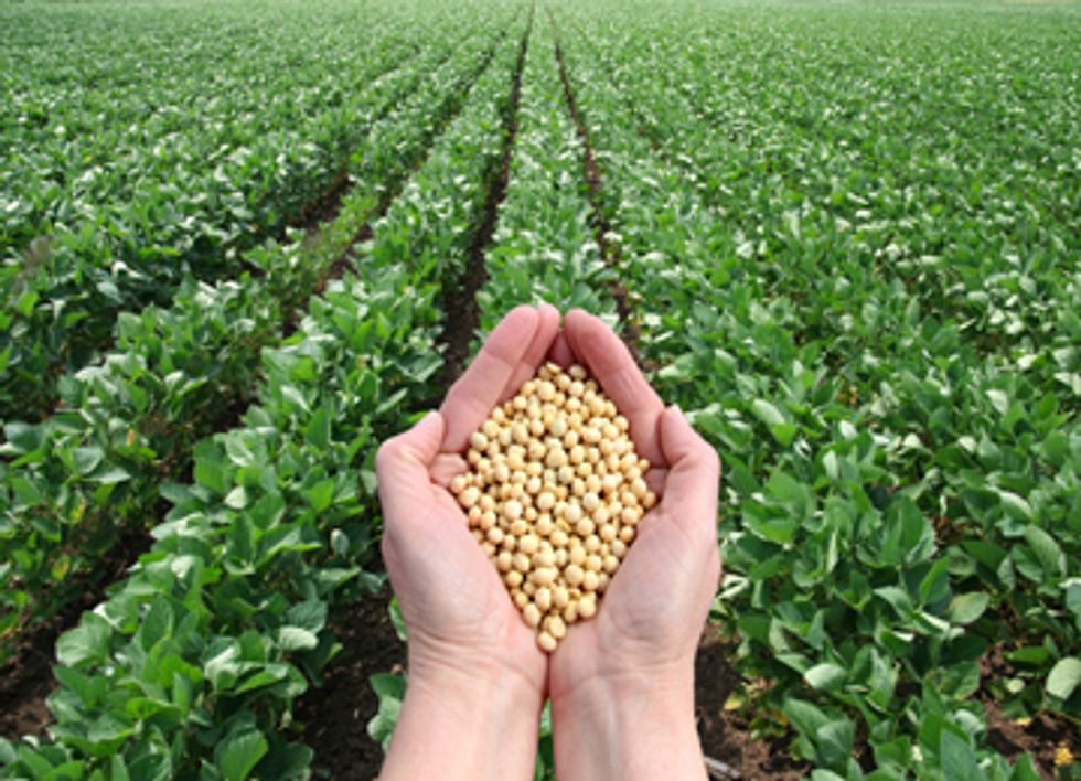 U.S. Supreme Court Sides with Monsanto, Rules Against Farmers