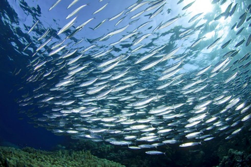 Fish Feeling the Heat from Global Warming
