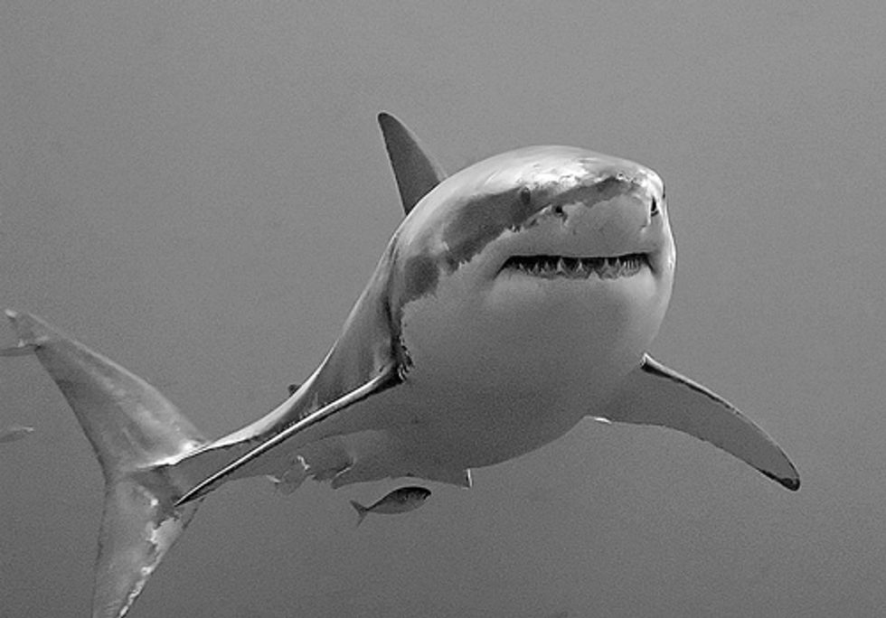 West Coast Great Whites Need Endangered Species Act Protection