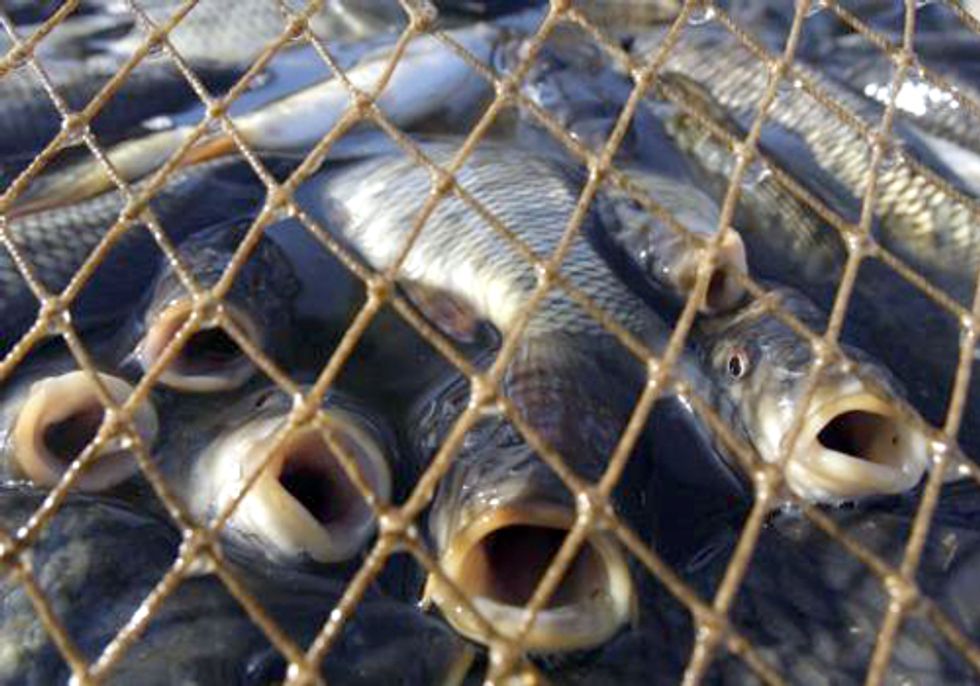 How the Soy Industry Is Making Factory Fish Farming Even Worse