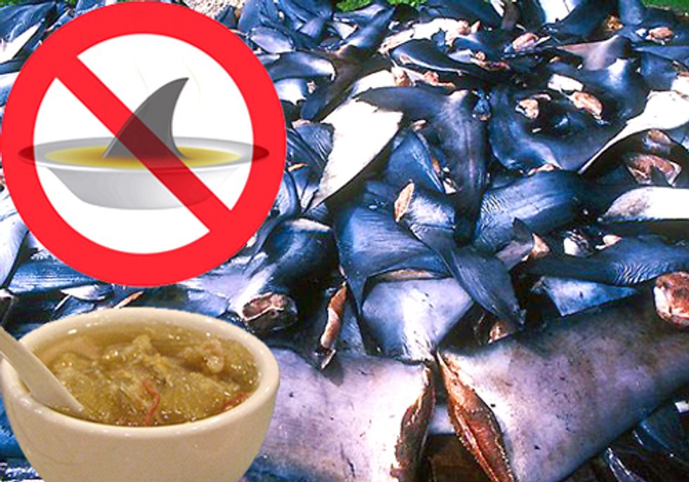 Illinois Is First Non-Pacific State to Ban Shark Fin Trade
