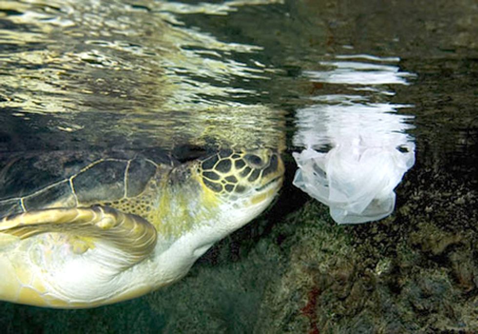 European Union Can't Blow Opportunity to Set Strong Marine Litter Targets