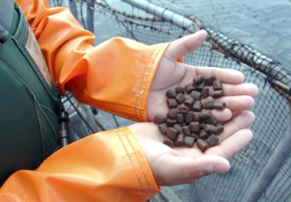 Monsanto and Cargill Aggressively Pursue GE Soy Feed for Factory Fish-Farming Industry