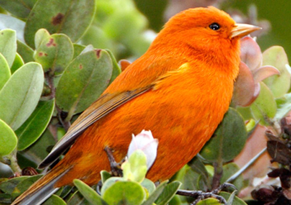 Rare Hawaiian Birds Possibly Rebounding from Immunity to Deadly