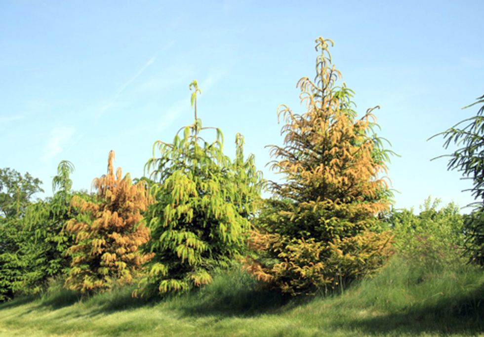 DuPont Receives 30,000 Claims for Tree-Killing Pesticide