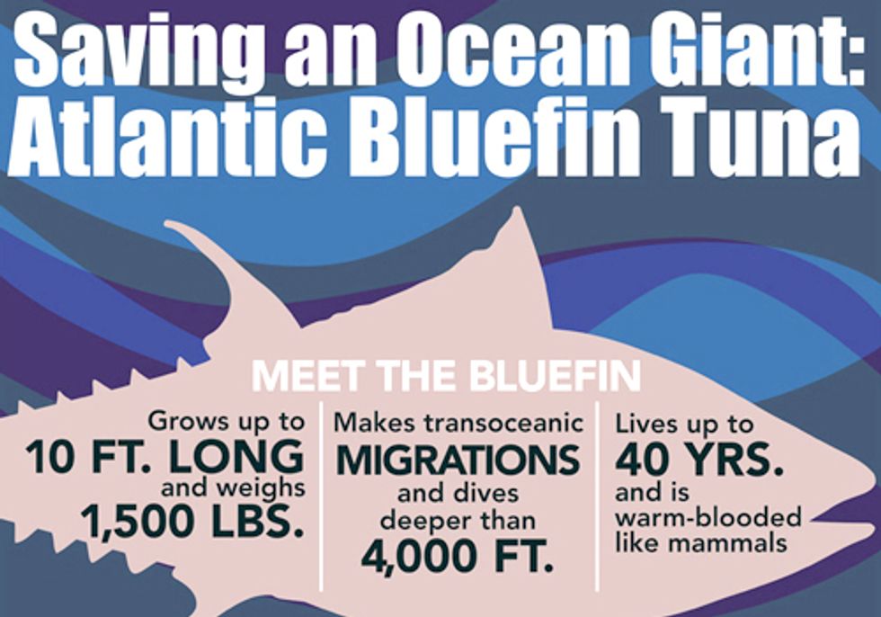 Show Your Support for Atlantic Bluefin Tuna by July 15