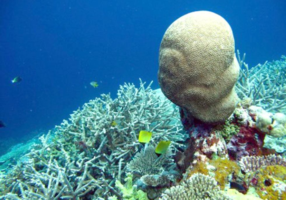 Eighty-Five Percent of Reefs in the Coral Triangle Are Threatened by Human Activities
