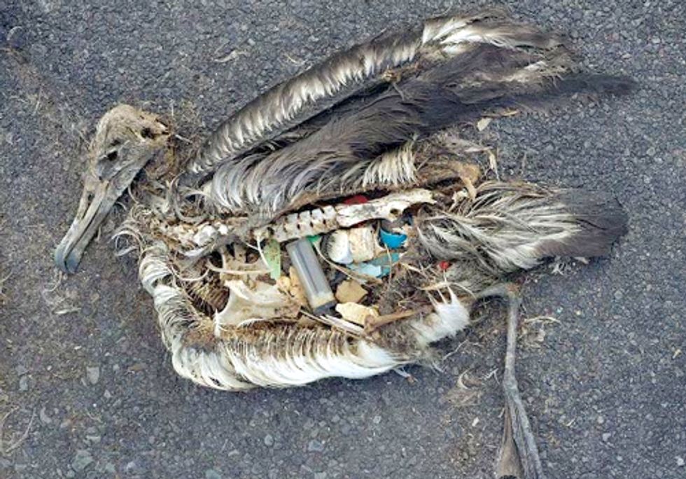 Stomach Contents of Seabirds Show that Marine Plastic Pollution Is out of Control