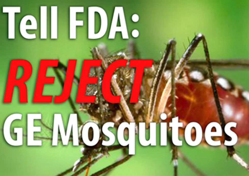 Opposition to Genetically Engineered Mosquito Heats Up