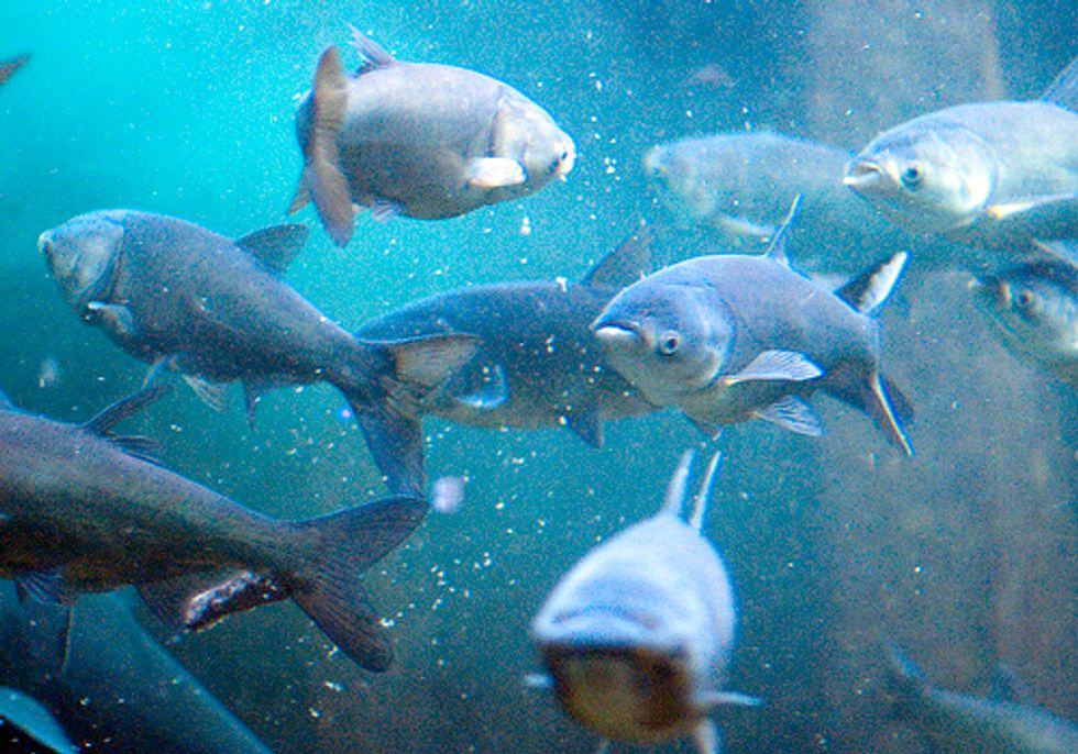 Asian Carp Report Highlights Urgent Need to Save the Great Lakes from Invasion
