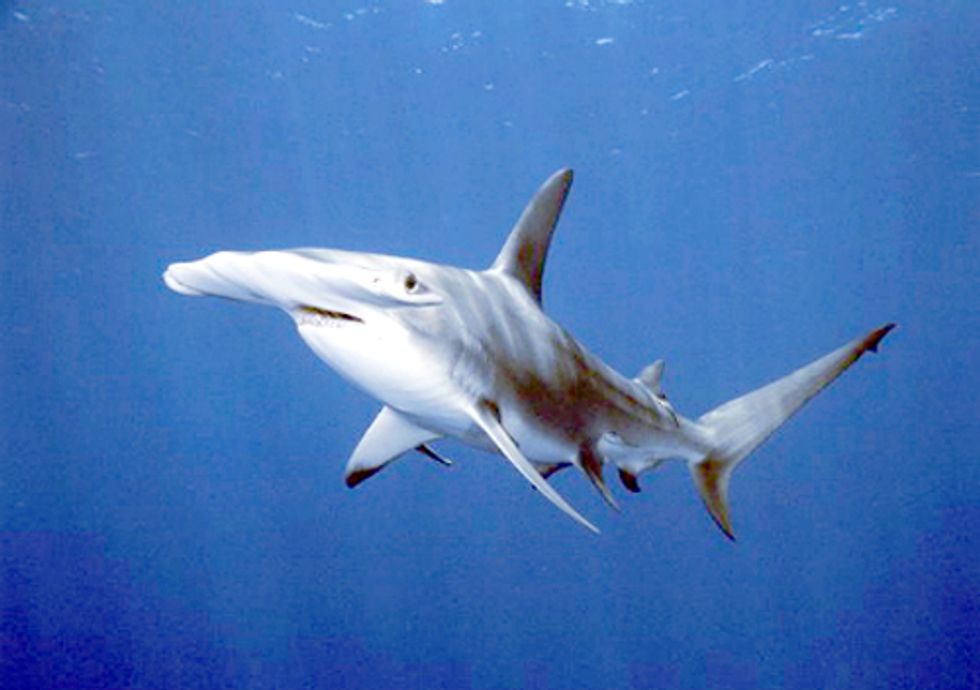 Big Victory for Mediterranean Sharks and Rays