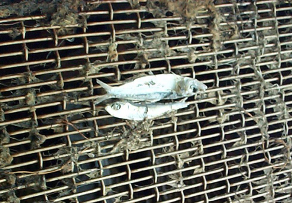 U.S. EPA Study Shows Economic Benefits of Protecting Fish from Cooling Water Intakes Greatly Exceed Cost to Industry