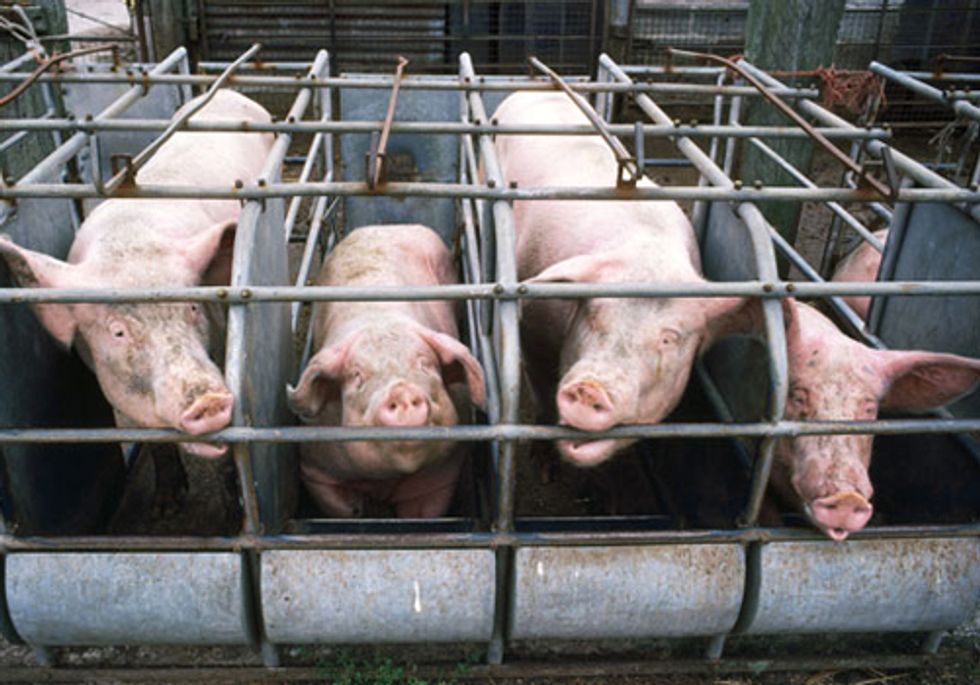 250,000 Demand Tyson Foods Stop Using Gestation Crates
