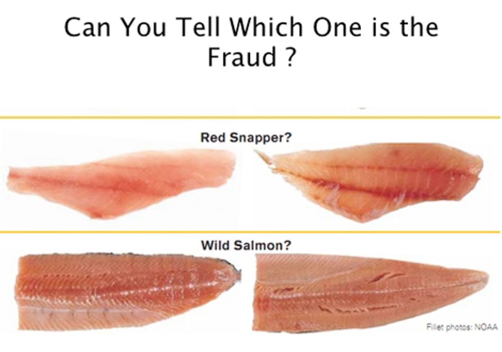 Oceana Confirms Rampant Seafood Mislabeling in Florida