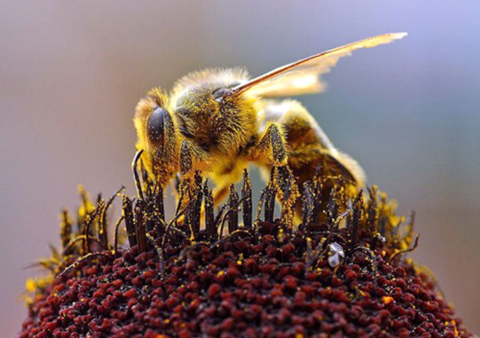 EPA Tells Beekeepers to Buzz off Despite Chronic Bee Kills Linked to Pesticides