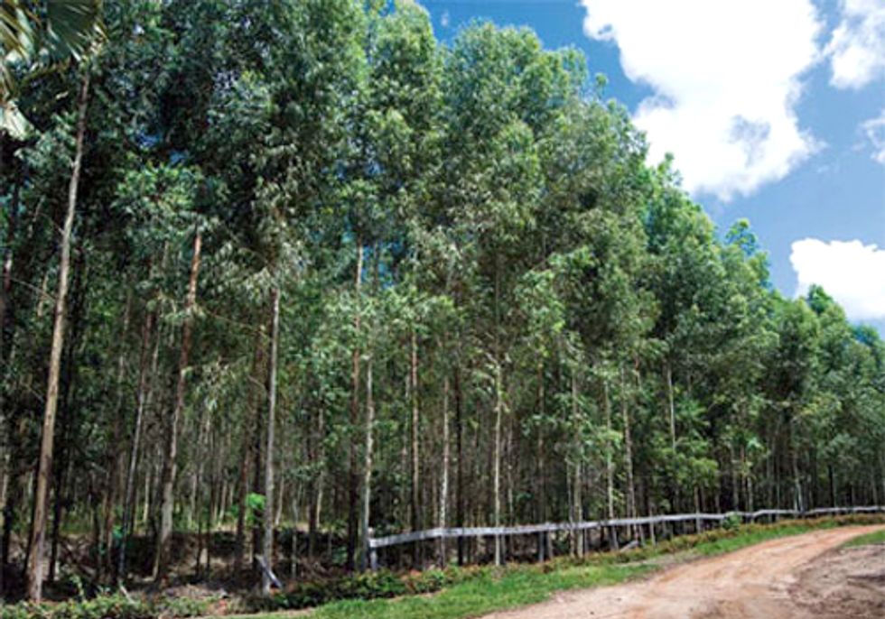 We Can Reforest the Earth
