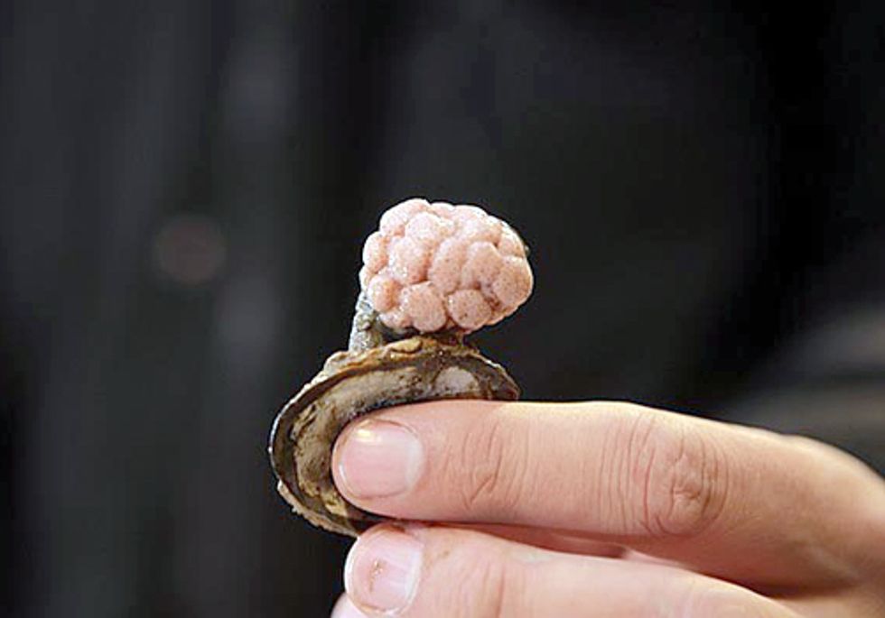 Greenpeace Submarine Discovers Abundant Corals at Shell’s Arctic Drill Site