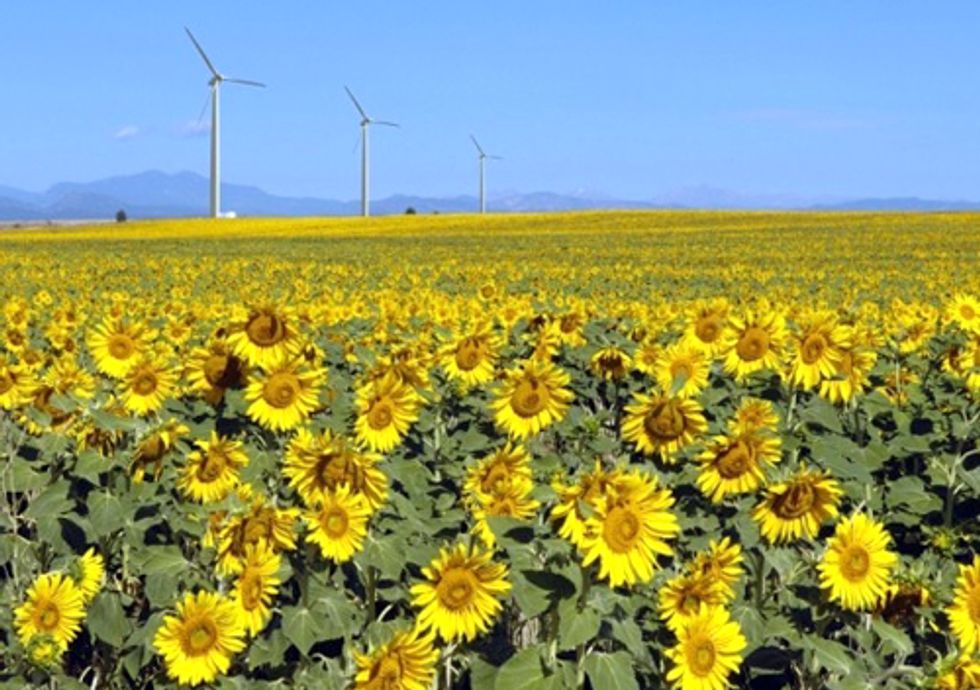When the Biomass Hits the Wind Turbine
