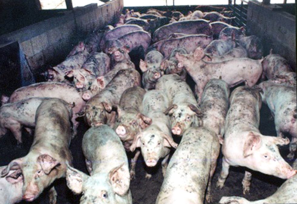 Lawsuit Filed against NC Hog Farm for Dumping Animal Waste into Rivers