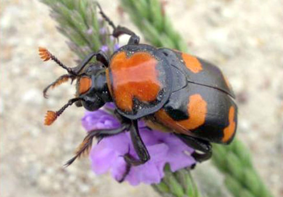 American Burying Beetle May Stop Fast-Tracking of Keystone XL Pipeline