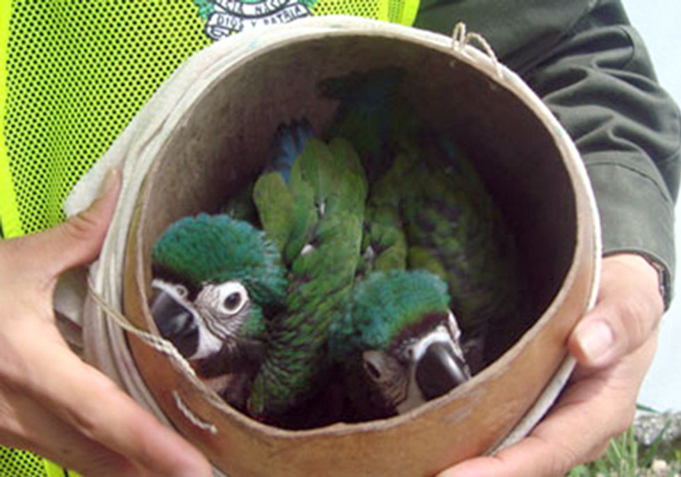 Thousands Arrested in Global Crackdown of Black Market Bird Trade